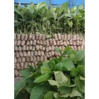 No1 Teak Plant 9-teak plant-8251731-58194.webp